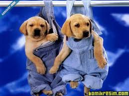 yanlış çamaşırlar aslmış